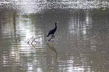 Bords de Loire, nature, ciel, oiseux