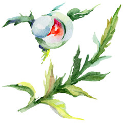 Wildflower poppy flower in a watercolor style isolated. Full name of the plant: red poppy. Aquarelle wild flower for background, texture, wrapper pattern, frame or border.