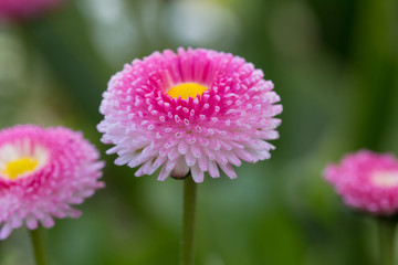 Obraz premium Pink English Daisy w ogrodzie z zielonym tłem