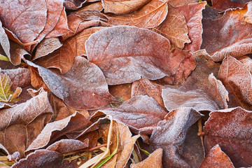 Autumn leaves covered in early morning frost