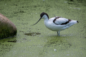 Avocet in the weeds