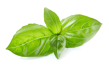 Fototapeta premium Basil leaves
