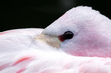 Fototapeta premium Flamingo with beady eye