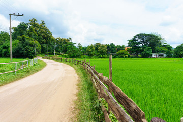Fototapeta na wymiar rural dirt road along the rice green fields with blue sky and cloud