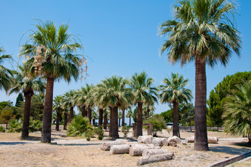 Fototapeta na wymiar row of palm trees and ancient ruins under blue sky