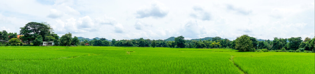 panorama landscape of rice field with blue sky and cloud and tree background.