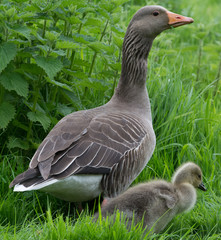 Goose and gosling