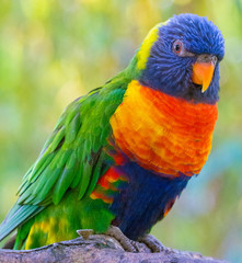 Rainbow lorikeet