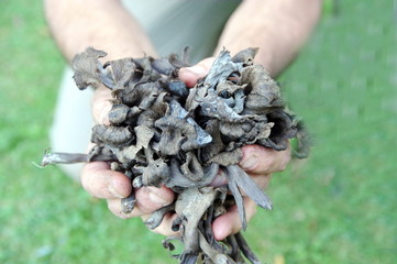 trompette de la mort 