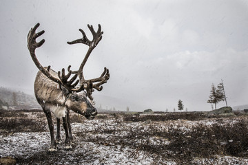reindeer in a snow in Northern Mongolia © katiekk2