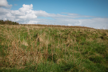 Yellow daffodils grow near forest wildlife meadows