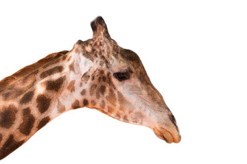 Giraffe head in the zoo isolated