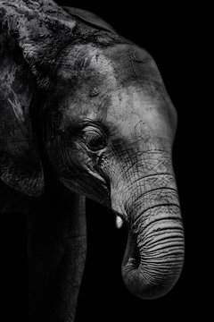 Elephant in thailand,image black and white