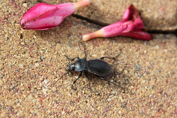 Laufkäfer auf dem Boden (Blauvioletter Laufkäfer)