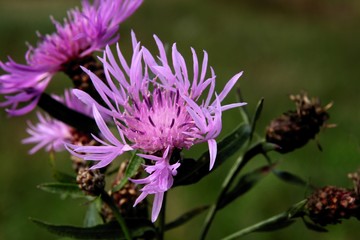 knapweed plant with purple flowers