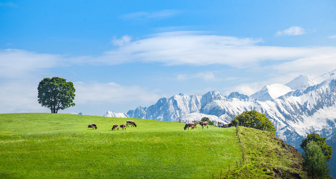 Idyllic alpine scenery, cows grazing on meadow, Salzburg, Pinzgau