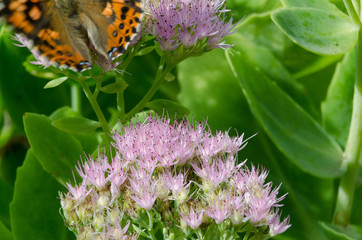 Painted Lady Butterfly on Sedum Flower