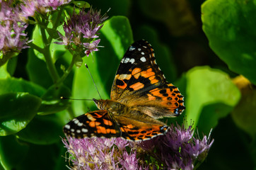 Painted Lady Butterfly on Sedum Flower