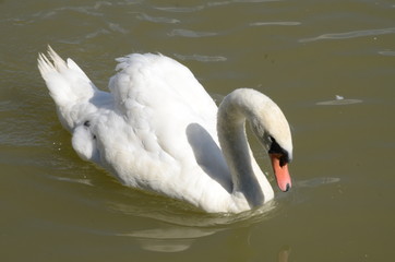 Swan