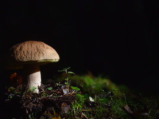 white mushroom in the grass in the forest