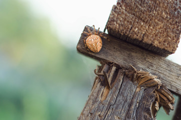Orange Yellow Spider in a web located on a wood deck hand rail.