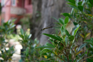 very tiny dragonfly on the top of long green leaf.