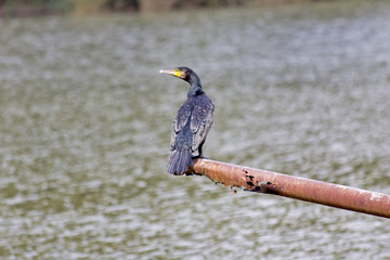 Bords de Loire, nature, ciel, oiseux