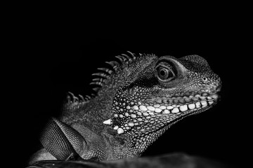 Chameleon in the zoo.image black and white