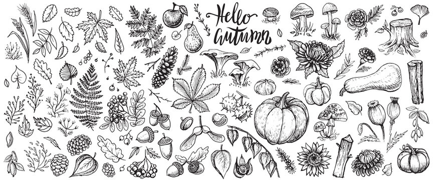 Autumn plants vector sketches. Hand drawn set of harvest, leaves and seasonal fall flowers.