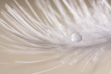 A small drop of water on a bird feather silver color. Beautiful abstract macro .