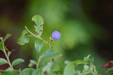 Just one left - Wild Blueberry