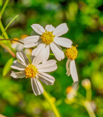 Flowers in the sun