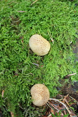 Pilze: Kartoffelbovist und Moos im Wald
