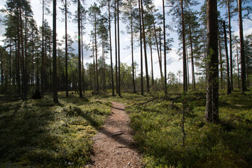 Patvinsuo kansallispuisto, kesä