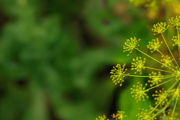 Close up of blooming dill flowers in seasoning kitchen garden. Fresh fennel blossoms on the green colorful bokeh background with the copy space for text. Selective focus
