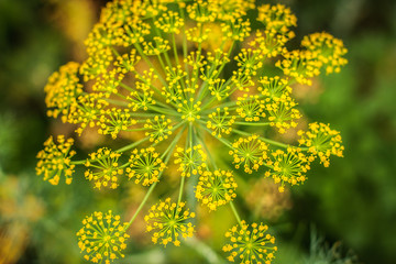 Close up of blooming dill flowers in seasoning kitchen garden. Fresh fennel blossoms on the blurred background. Selective focus