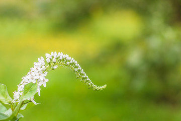 Tender and smooth white flowers in the garden on the green blurred background ant the copy space for the text. Spring or summer holiday card