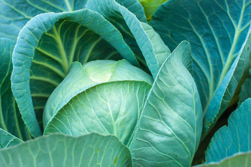 Close-up of fresh cabbage in the vegetable garden