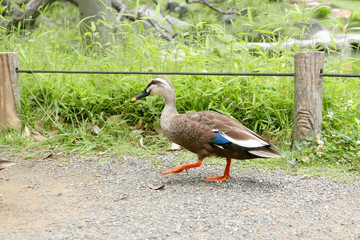 The walking duck on the zen garden footpath 