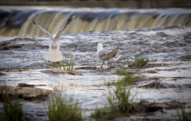 Seagull flying with Ventas Rumba waterfall in background
