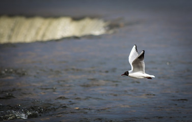 Seagull flying with Ventas Rumba waterfall in background