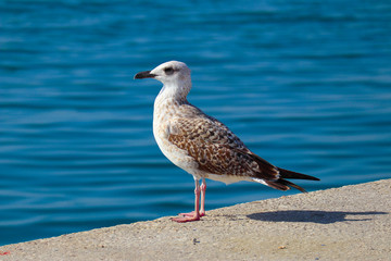 Beautiful seagull is sitting in port area. Seabird closeup, in a harbor, looking into a camera. Sea on the background.