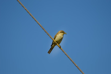 sparrow posing on a wire with a cricket in its beak