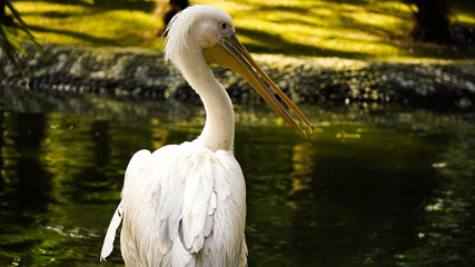 Pelican's head and neck, with open beak, in sunny day, with water background, macro view