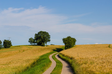 Country road during golden wheat fields with green trees