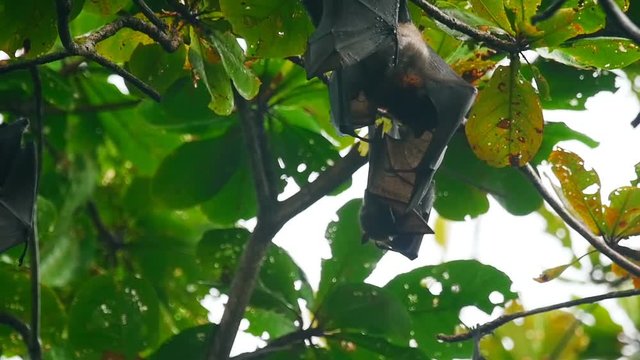 Flying foxes hanging on a tree branch and washing up