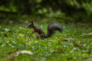 Eichhörnchen mit Nuss