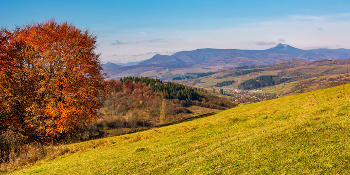 tree on hillside in mountainous autumn countryside