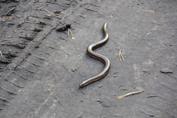   Save Download Preview Legless lizard Scheltopusik is scientifically known as Pseudopus apodus