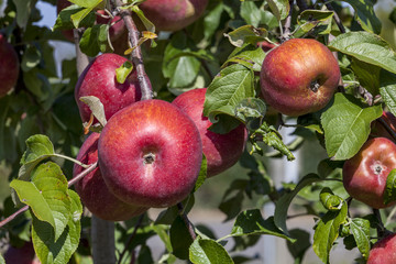 France. Tarn et Garonne, Pommes Fuji